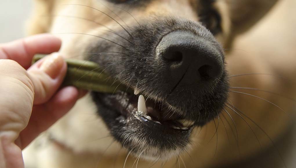 Vet recommended dental chews