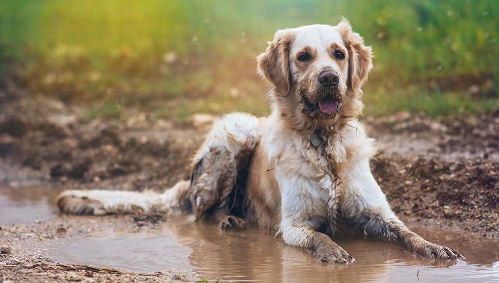 Ways to Make Your Dog Always Smell Fresh