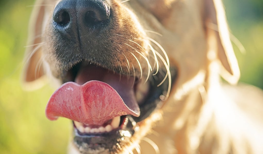 8 Best Dog Bad Breath Home Remedies and How to Use Them