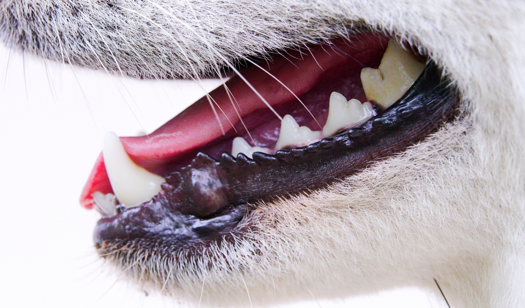 dog teeth