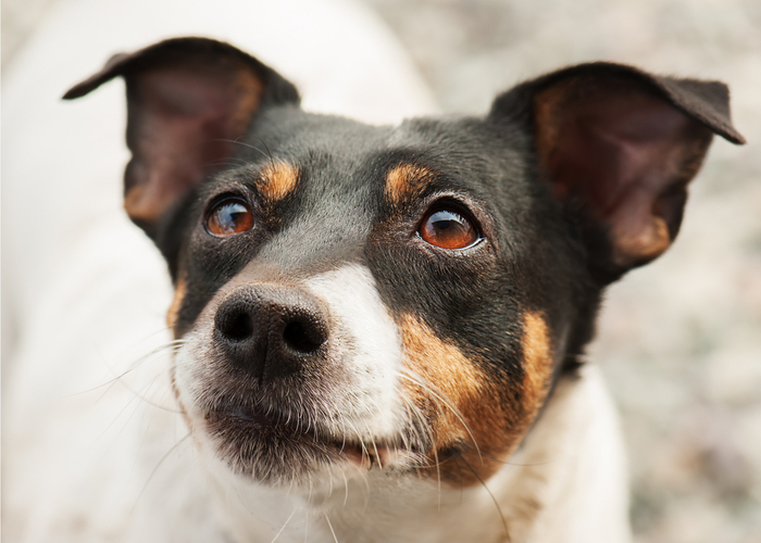 what colors can dogs see