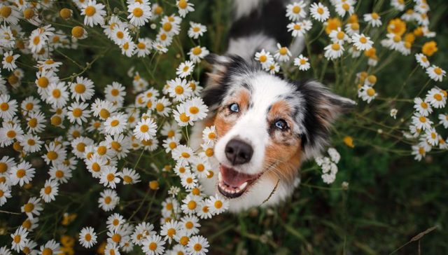 12 Things Dog Owners Should Watch Out For in Spring featured image