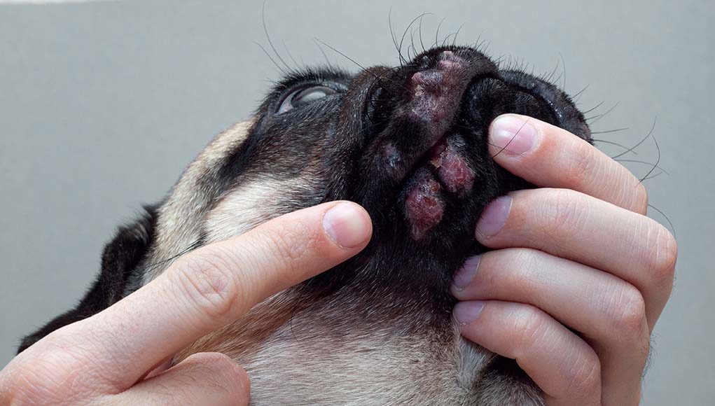 13 Most Common Signs of Allergies in Dogs