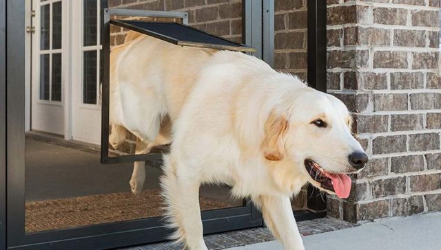 5 Best Storm Doors with Dog Doors