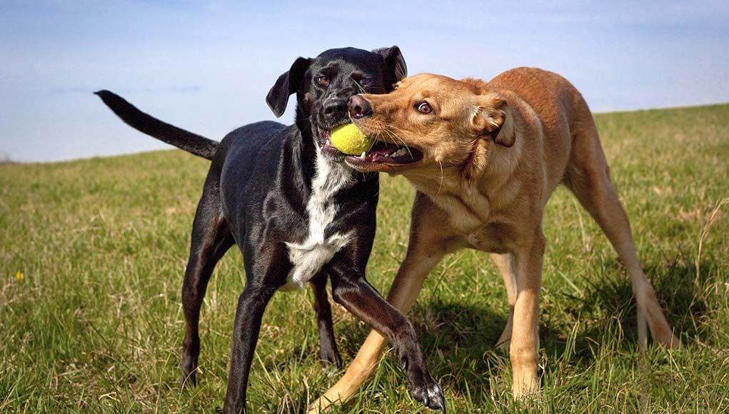 5 Safest Tennis Balls For Dogs