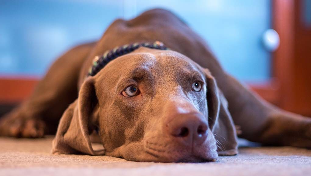 7 Most Common Signs of Anxiety in Dogs