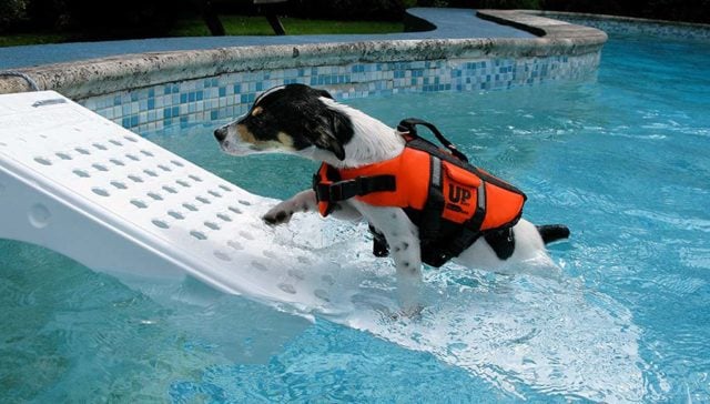 Best Dog Pool Ramp Picks of This Year