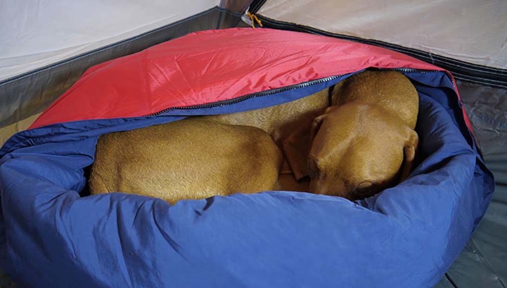 Best Dog Sleeping Bags