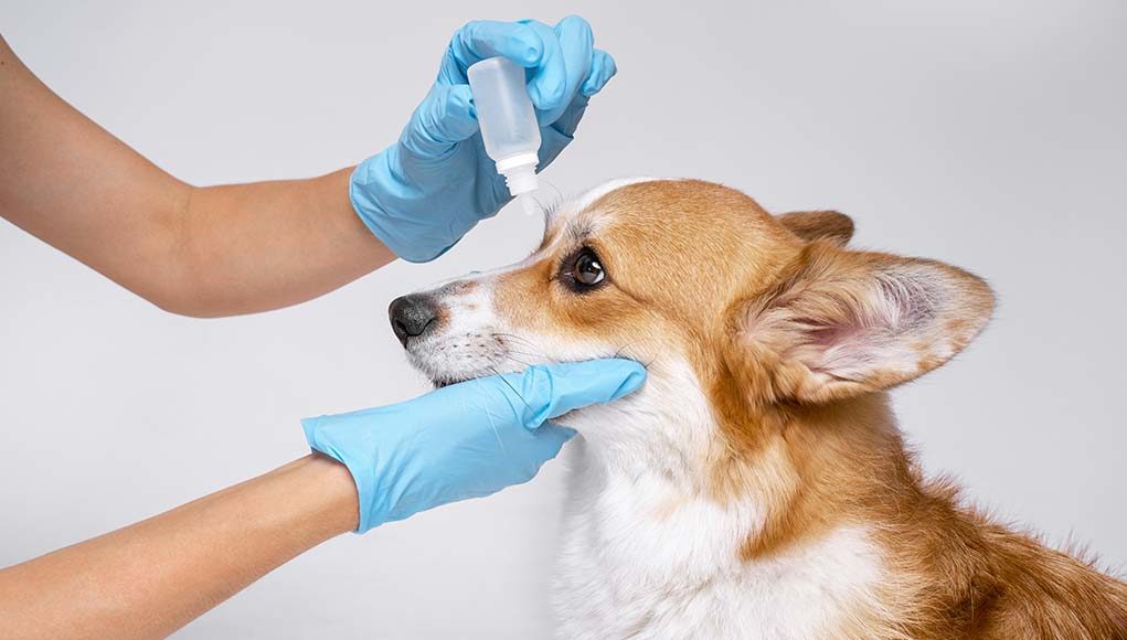 Best Eye Ointments for Dogs