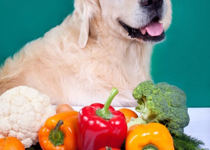 Buying Tips For Dog Food Ingredients