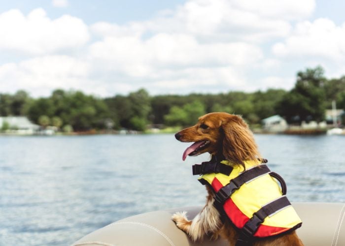 Dog In A Boat