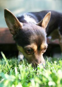 Feeding Wheatgrass to Dogs - Is It Safe