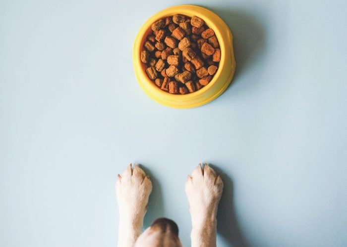 Homemade Puppy Food