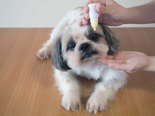 How to Apply a Dog Eye Ointment