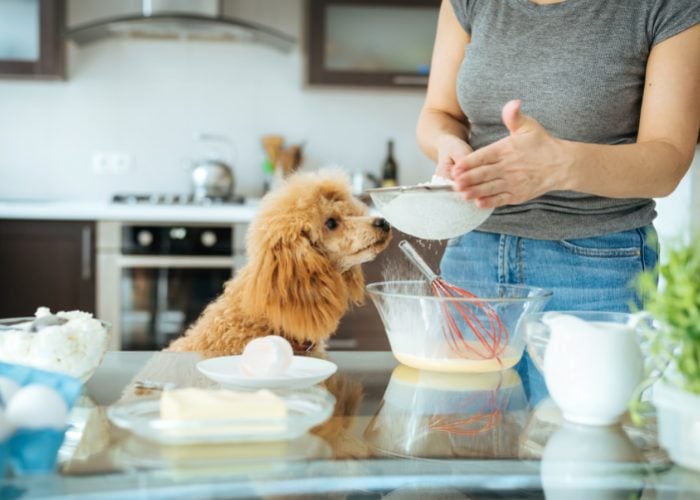 Making Your Own Dog Food