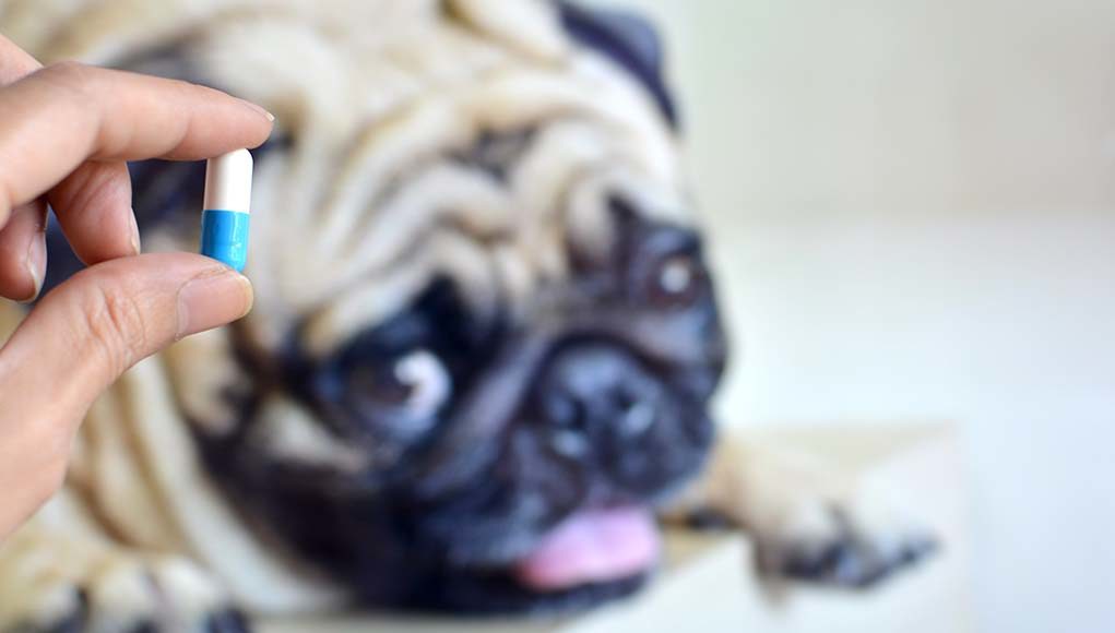 Probiotics and Prebiotics for Dogs - A Science-Based Guide