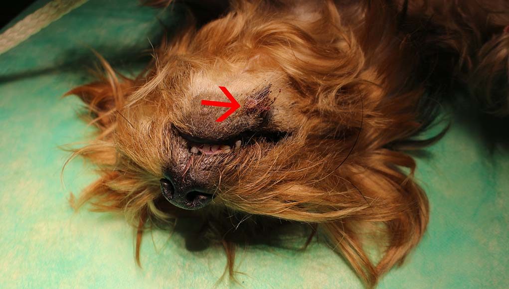 Squamous Cell Carcinoma in Dogs