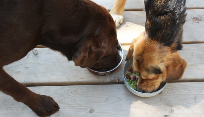 two dogs eating homemade grain free dog food recipe