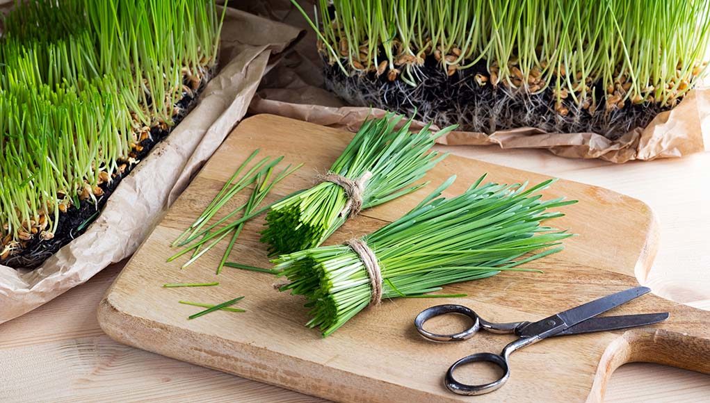 Wheatgrass for Dogs - Uses, Benefits and Side Effects