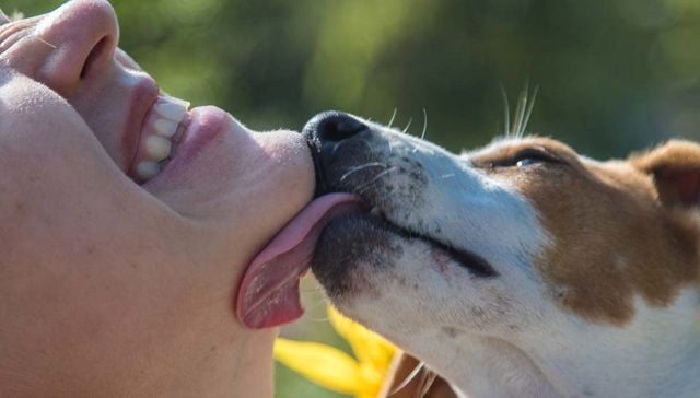 Why Do Dogs Lick Your Face featured image