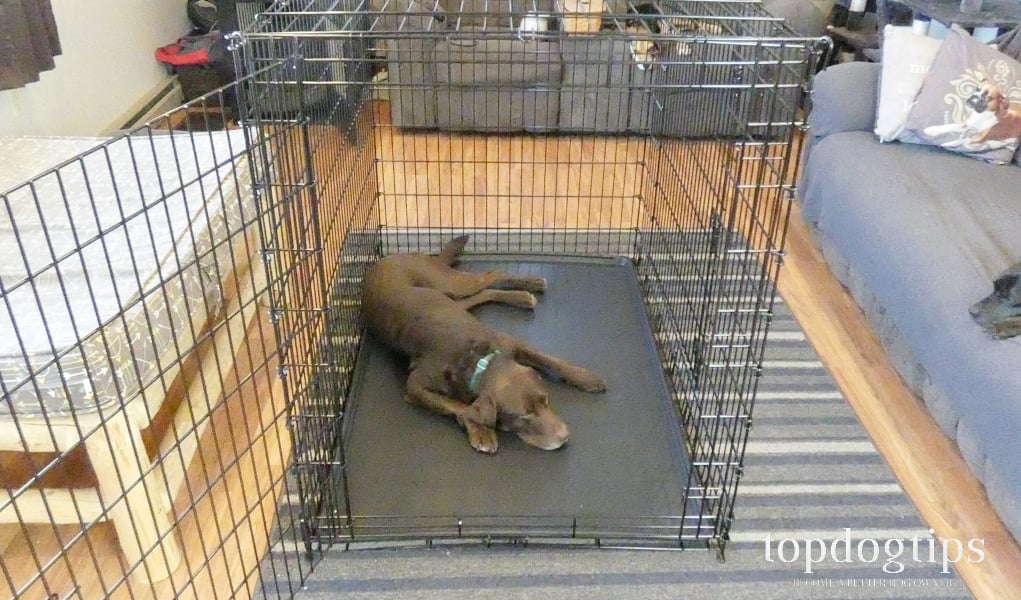 dog cages