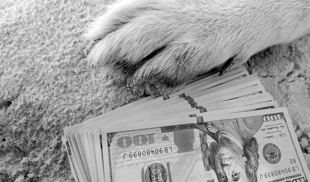 how much do dogs cost