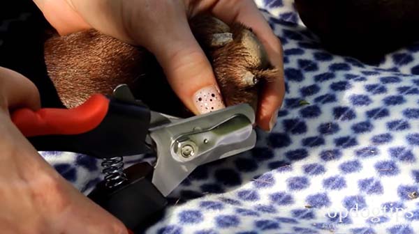 how to cut dog nails with nail clippers