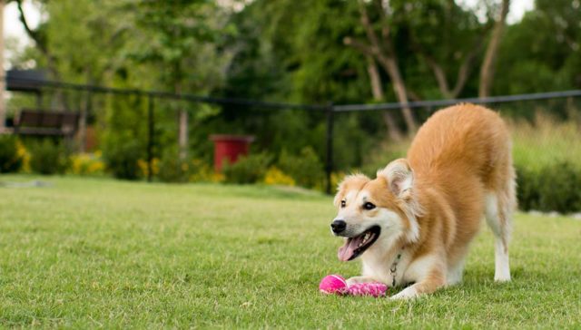 10 Dog-Friendly Backyard Ideas on a Budget featured image