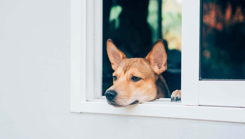 10 Ways to Treat Separation Anxiety in Dogs