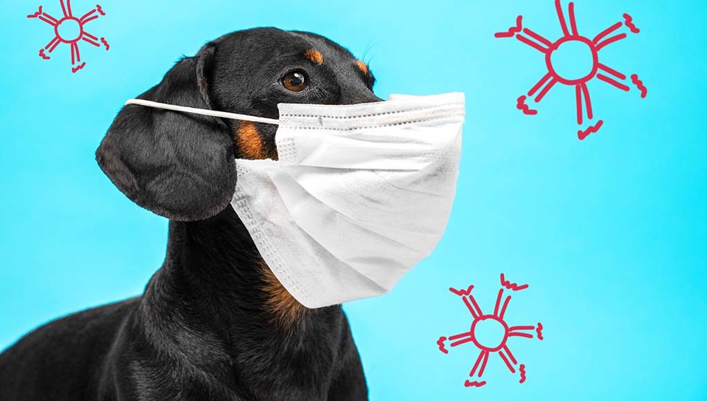 11 Most Dangerous Viruses in Dogs