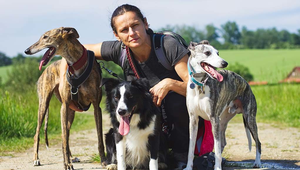 Pet owner with three dogs on a leash