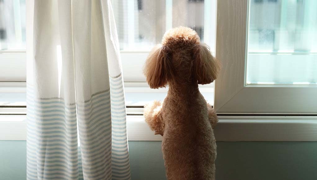 25 of the Best Dog Breeds for Small Apartments and Cities