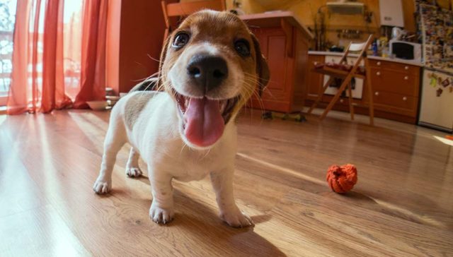 30 Fun Home Activities to Do With Your Dog While Sheltering-In-Place