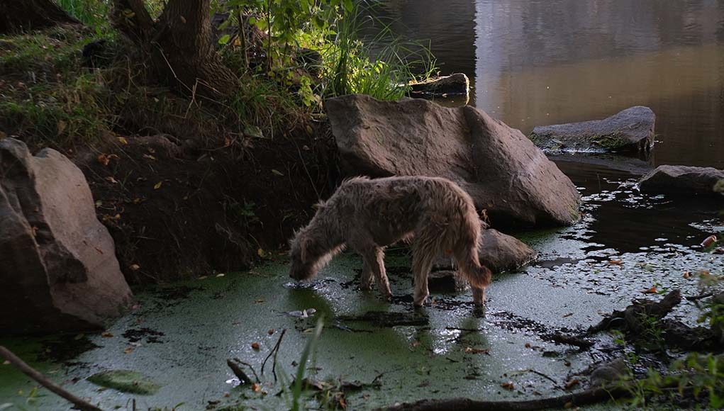 5 Waterborne Illnesses Your Dog Can Contract From the Local Park