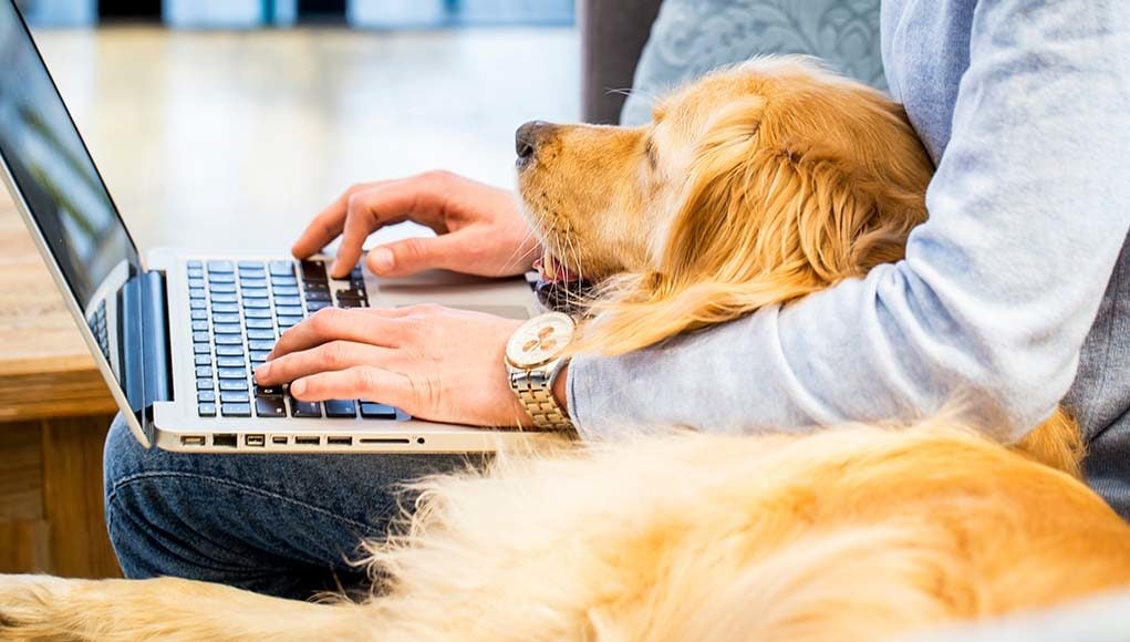 7 Tips for Dog Owners Working from Home