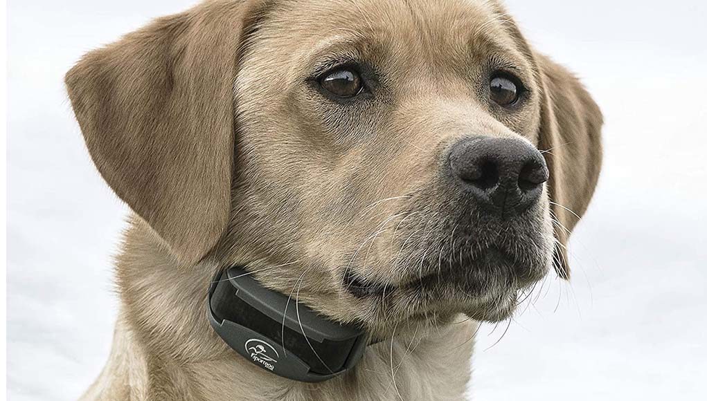 Best Electric Dog Collars of 2020