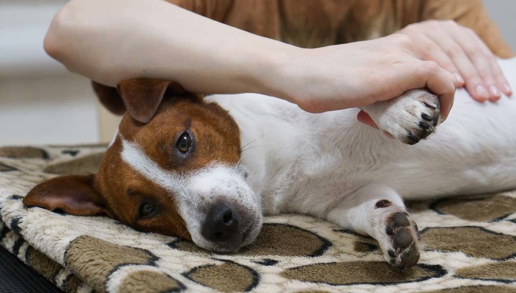 Dog Arthritis Massage - Its Benefits and How to Do It