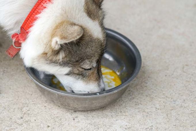 How to Cook Eggs for Dogs