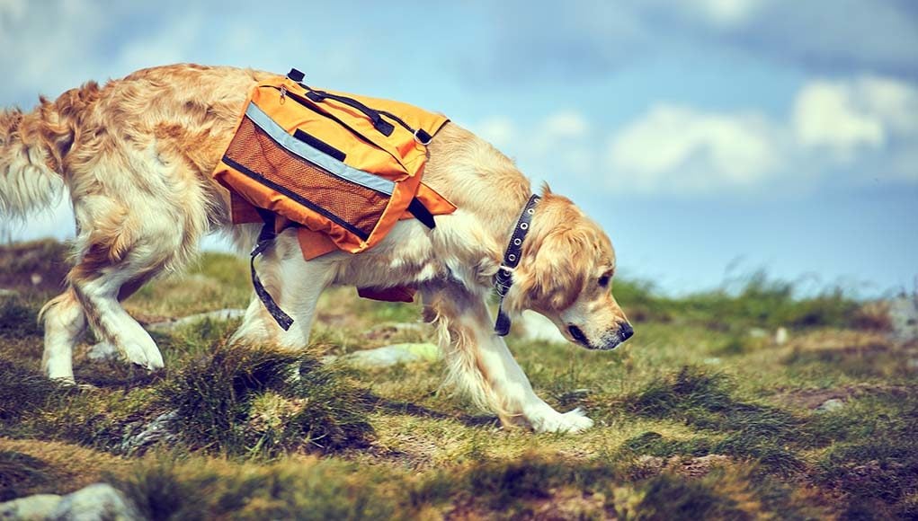 The Best Dog Backpacks and Saddle Bags for Dogs Adventuring in 2020