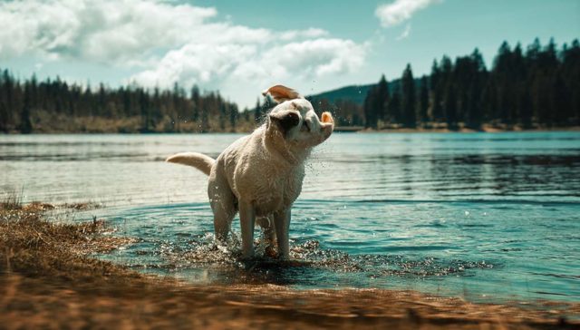 Water in Dog's Ear - Dangers, How to Prevent It and What to Do About It