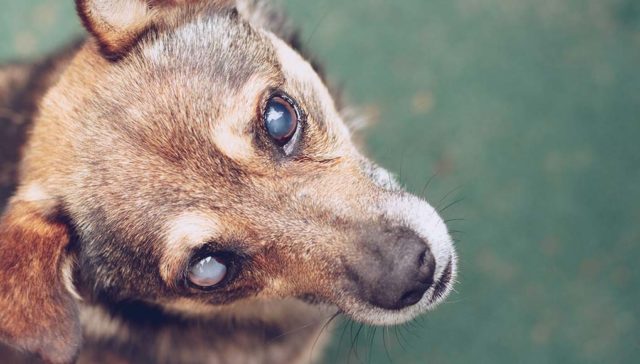 10 Signs of Diabetes in Dogs - featured image; dog with blind eyes