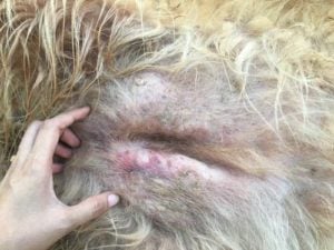 Abscess on a dog photo