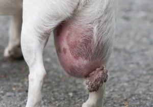 Cyst on a dog picture