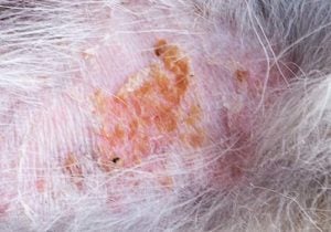 Photo of dermatitis on a dog