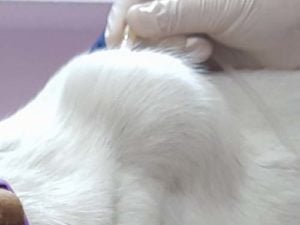 Lipoma on a dog