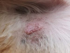 Mast Cell Tumor on a dog