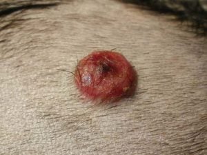 Melanoma on a dog photo