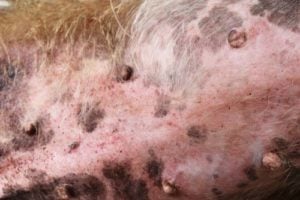 Papules on a dog