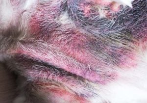 Pyoderma on dog picture