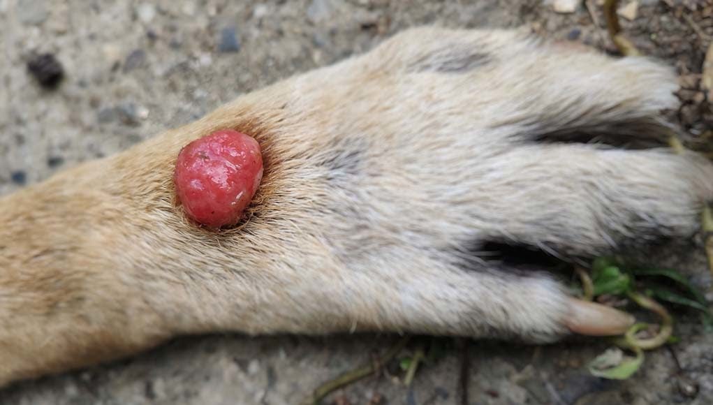 Sebaceous Adenoma in Dogs - Diagnosis, Causes, Treatment,